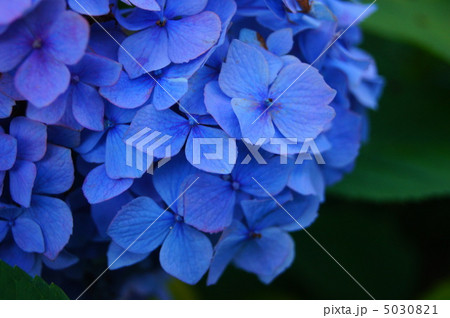 紫陽花　１ 5030821