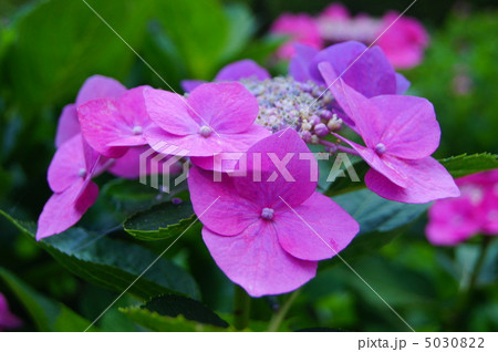 紫陽花　２ 5030822