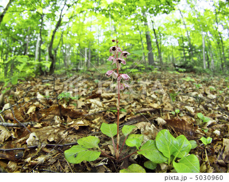ベニバナイチヤクソウ ベニバナイチヤクソウ 5030960