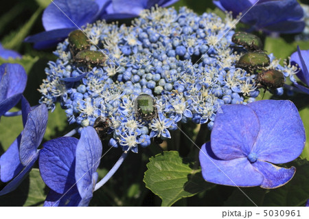 ハナムグリ 5030961
