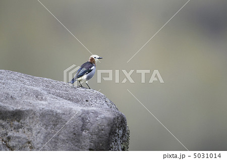 コムクドリ コムクドリ 5031014