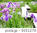花菖蒲 5031270