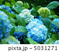 紫陽花 5031271