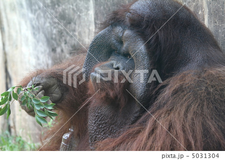 ボルネオオランウータン 5031304