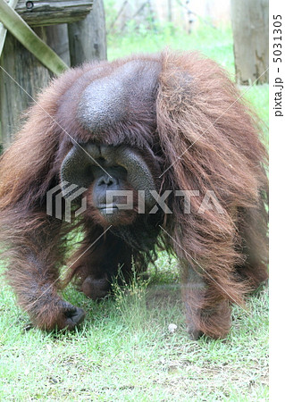 ボルネオオランウータン 5031305