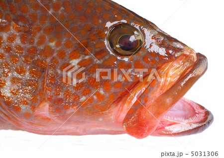 キジハタ（頭部拡大） 5031306