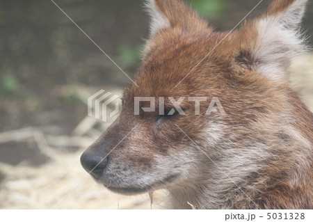 ドール ドール 5031328