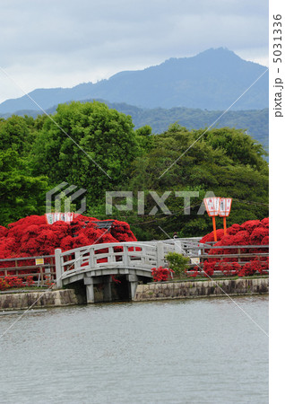 京都　長岡天満宮の霧島ツツジ 5031336