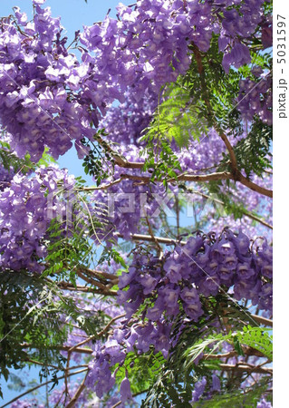 ジャカランダ 5031597