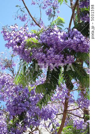 ジャカランダ 5031598