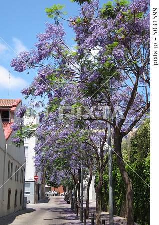 ジャカランダ 5031599