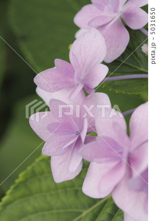 額紫陽花　ガクアジサイ 5031650