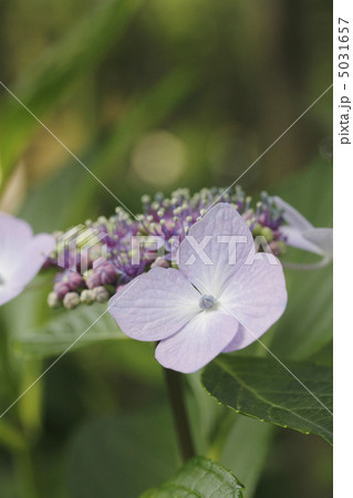 額紫陽花　ガクアジサイ 5031657