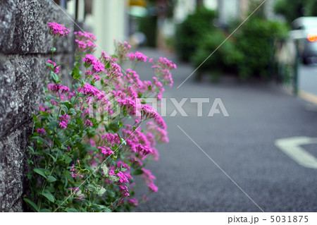 道端のピンクの花の写真素材