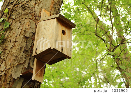 小鳥の巣箱 5031906
