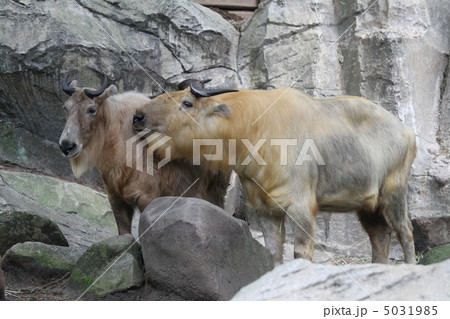 ゴールデンターキン 5031985