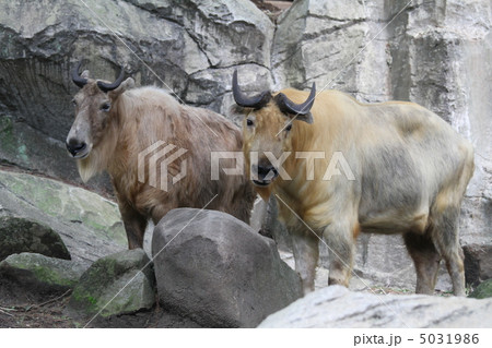 ゴールデンターキン 5031986