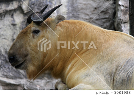 ゴールデンターキン 5031988