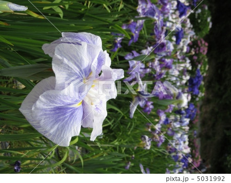 北潟湖　菖蒲 5031992