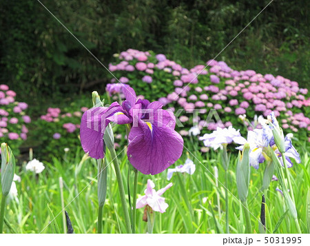 北潟湖　菖蒲 5031995