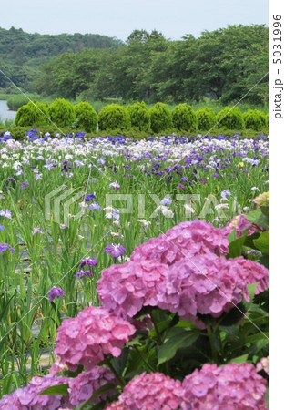 北潟湖　菖蒲 5031996