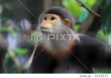 アカアシドゥクラングール 5032013