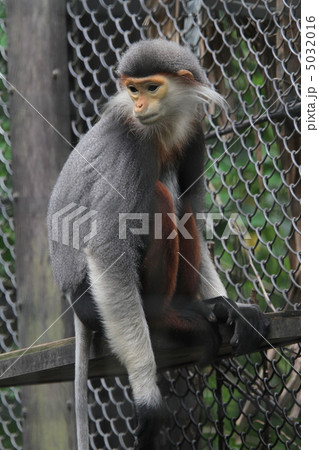 アカアシドゥクラングール 5032016