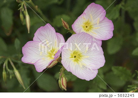 ヒルザキツキミソウ 5032245