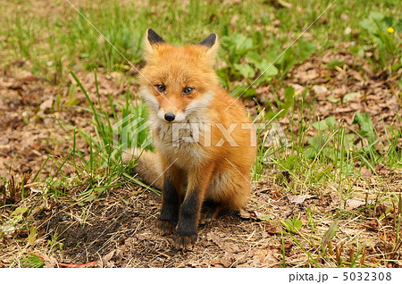 キタキツネの写真素材