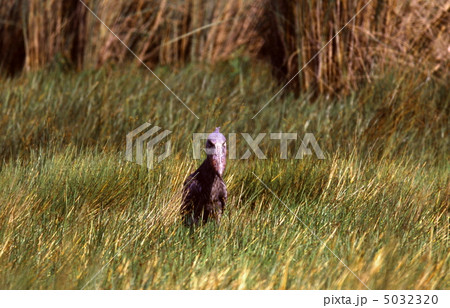 動かない鳥 ハシビロコウ 動かない鳥 ハシビロコウ 5032320