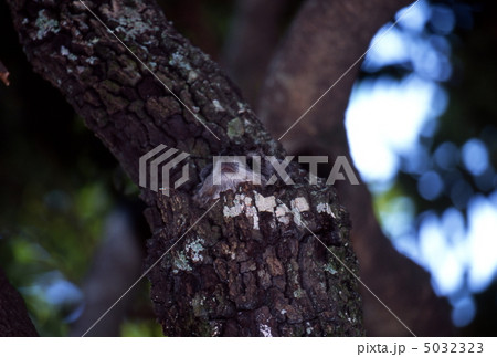 樹洞から顔を出すツリーハイラックス 樹洞から顔を出すツリーハイラックス 5032323