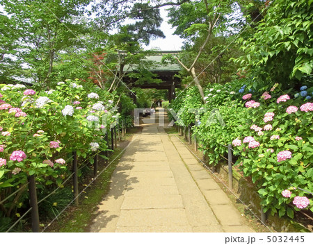 本土寺のあじさいと瑞鳳門（千葉県松戸市） 5032445