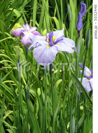 本土寺の菖蒲池（千葉県松戸市） 5032446