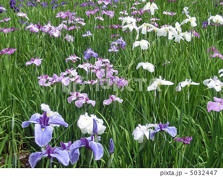 本土寺の菖蒲池（千葉県松戸市） 5032447