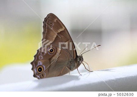 【ヒカゲチョウ】 5032630