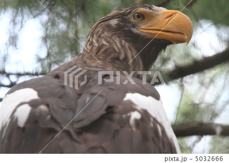 オオワシ 5032666