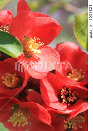 ボケの花 ボケの花 5032821