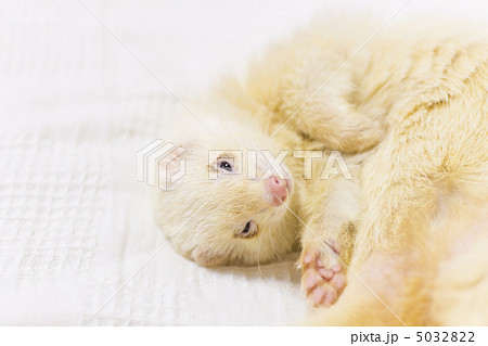 おねむなフェレット 5032822