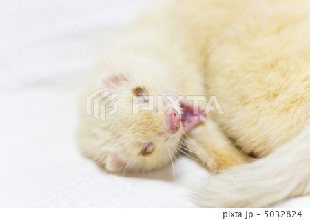 あくびをするフェレット 5032824