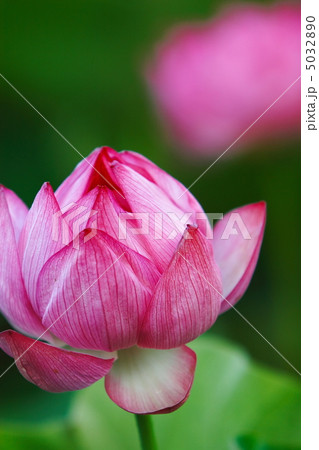 蓮の花 5032890