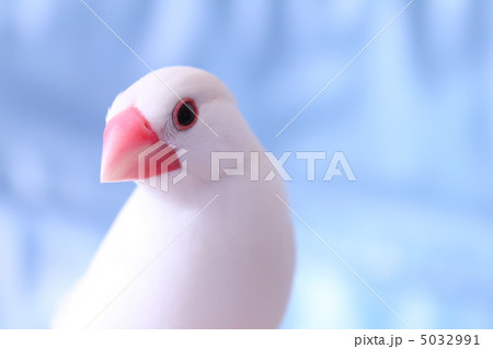 文鳥のぶんちゃん 5032991