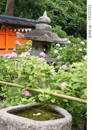 手水と紫陽花 手水と紫陽花 5033351
