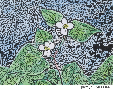 ドクダミ 5033366