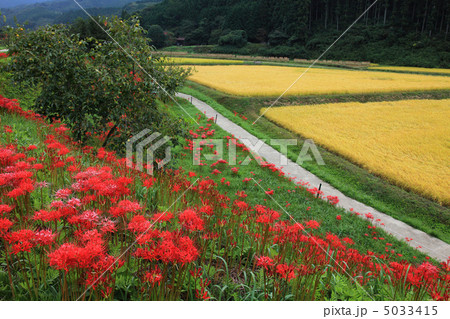 栃木簑沢の彼岸花と棚田 5033415