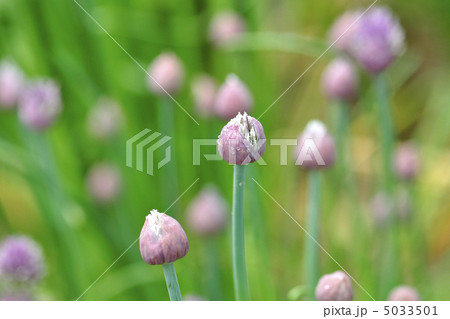アサツキの花 アサツキの花 5033501