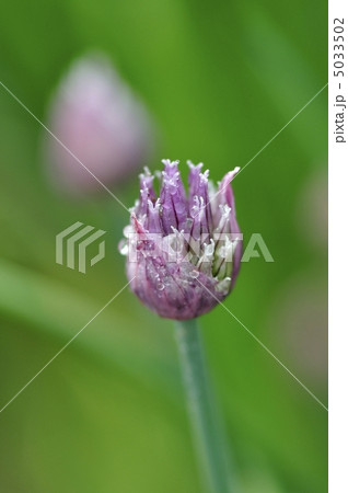 アサツキの花 アサツキの花 5033502