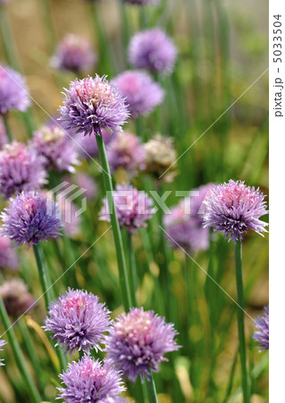 アサツキの花 5033504