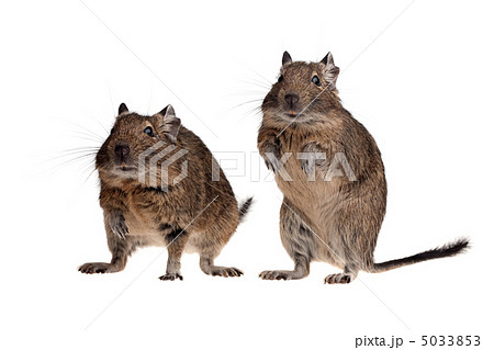two rodent pets 5033853