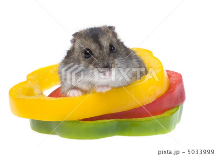 dwarf hamster dwarf hamster 5033999