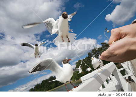 seagull seagull 5034132